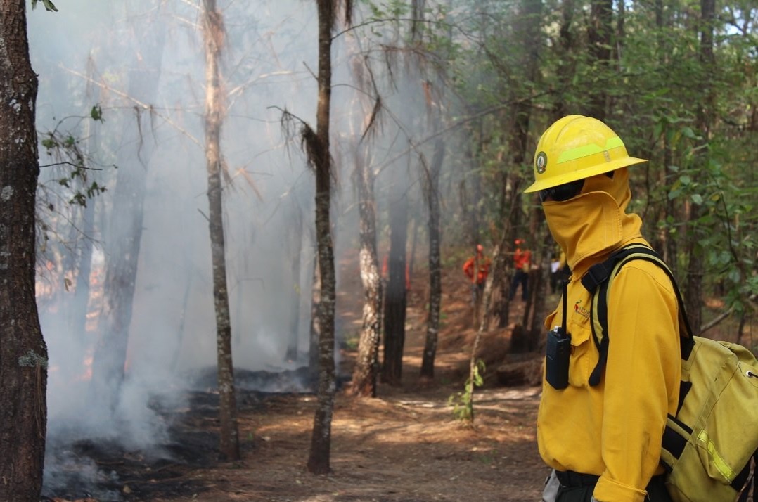 Se registra incendio forestal de mil 200 hectáreas en Campeche