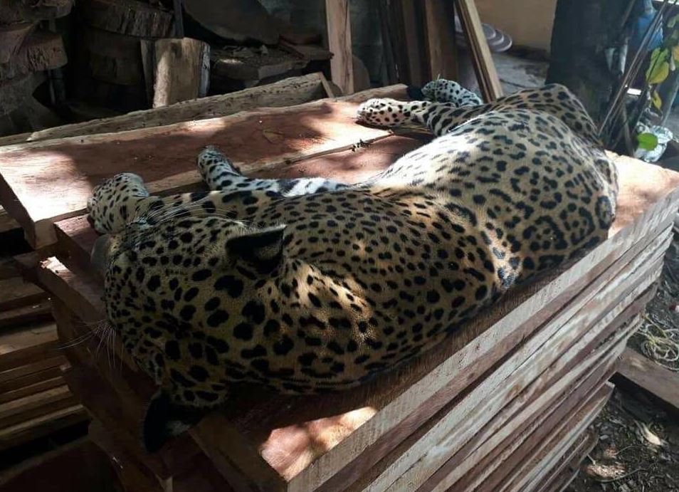 Profepa investiga muerte de jaguar en Quintana Roo