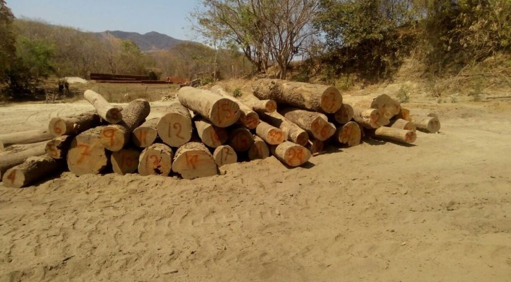 Al menos 70% de la madera que se consume en México es ilegal, revela UNAM. (Twitter/@PROFEPA_Mx)