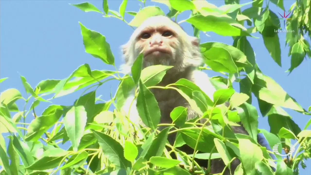 Mono capuchino que deambula en Lomas de Chapultepec no ha sido ubicado