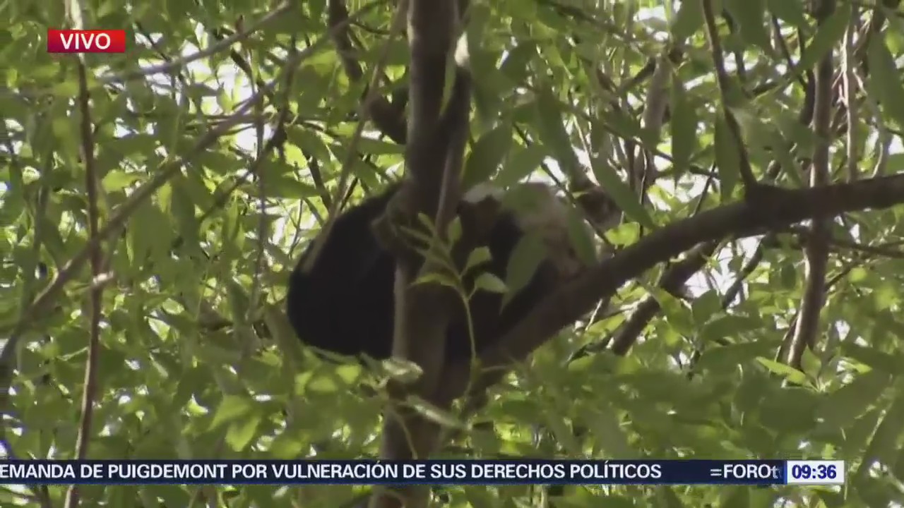 Mono en Paseo de la Reforma burla a rescatista
