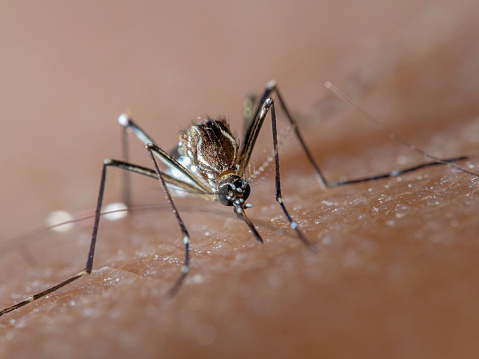 juarez inicia campaña contra el dengue