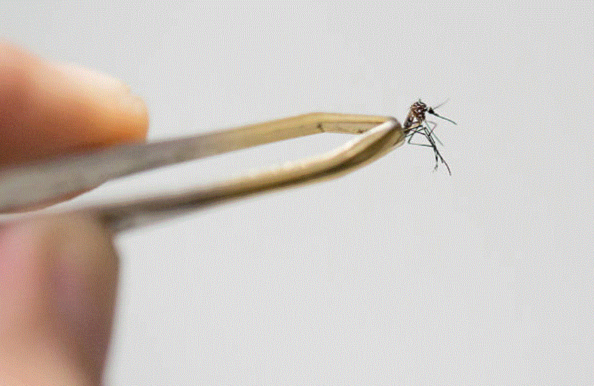 Refuerzan combate al mosco del dengue en Campeche