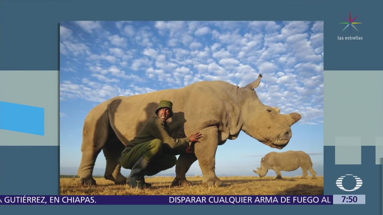 Muere el último rinoceronte macho blanco que había en el mundo