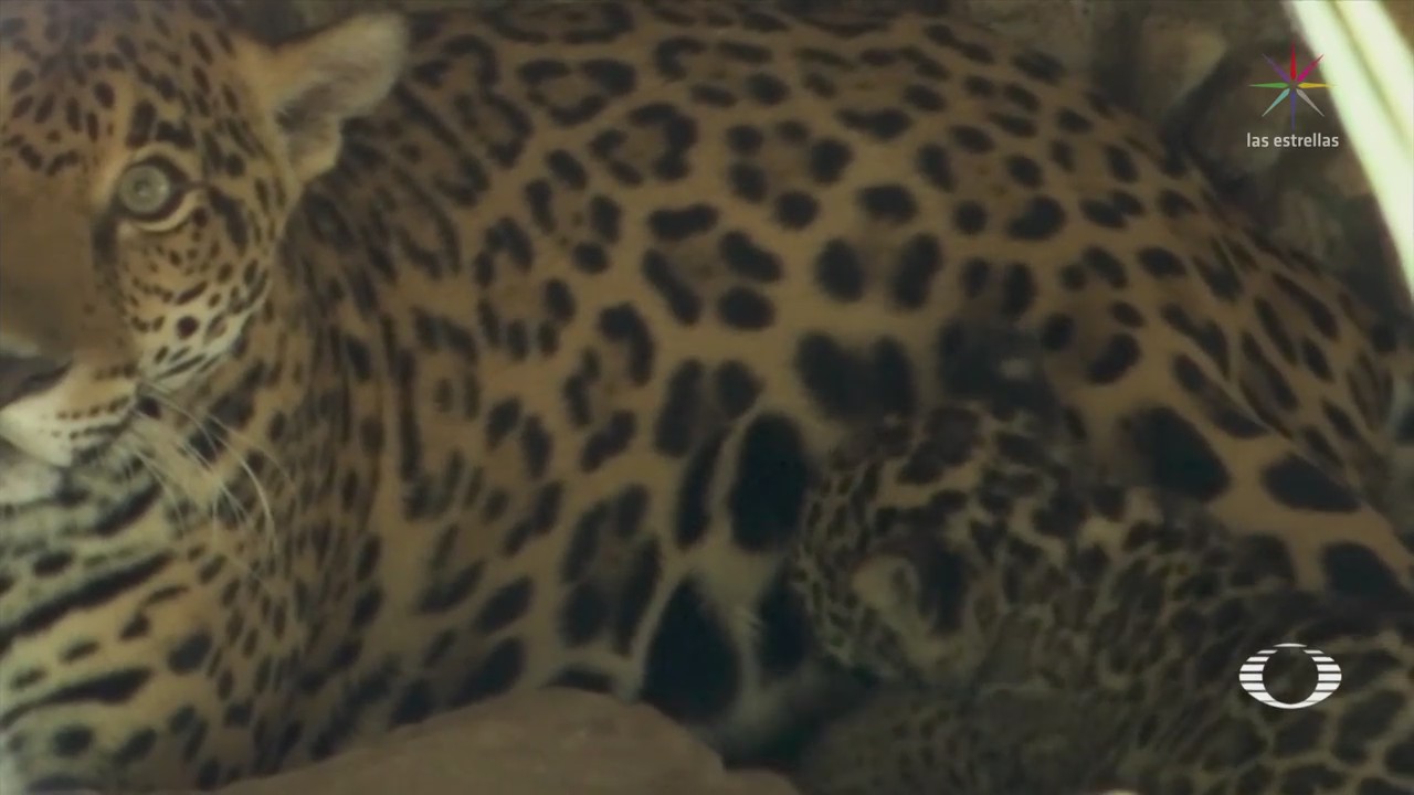 Nace jaguar amarillo en zoológico de Chiapas