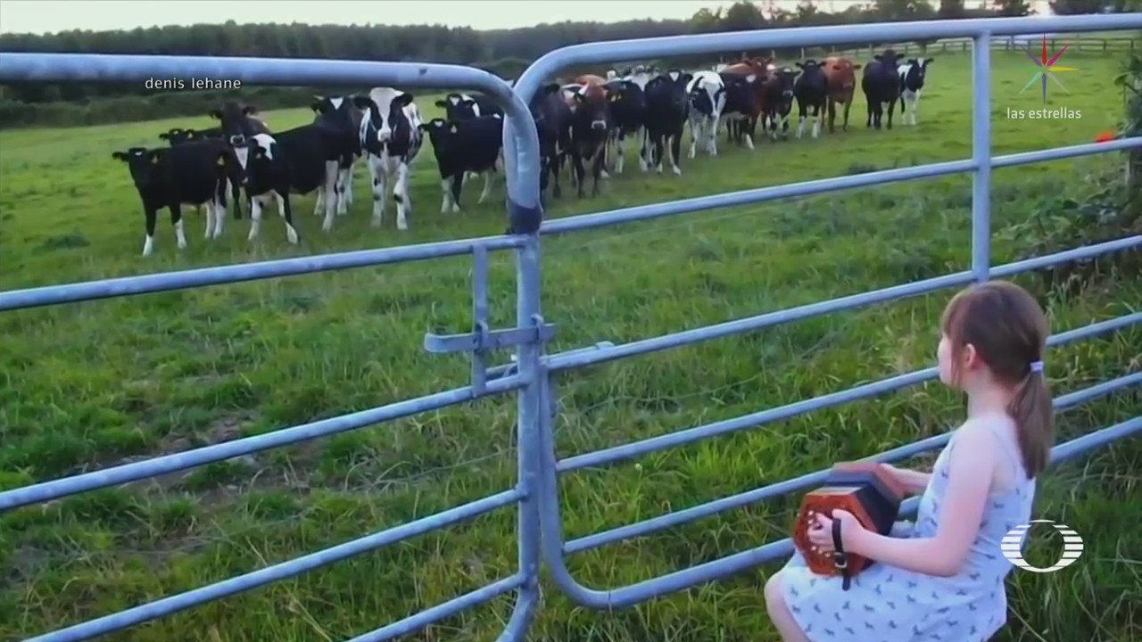 Niña cautiva vacas con su acordeón