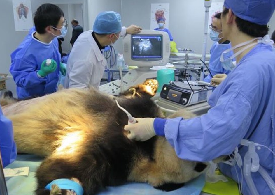 Oso panda operado del estómago en China está en estado crítico