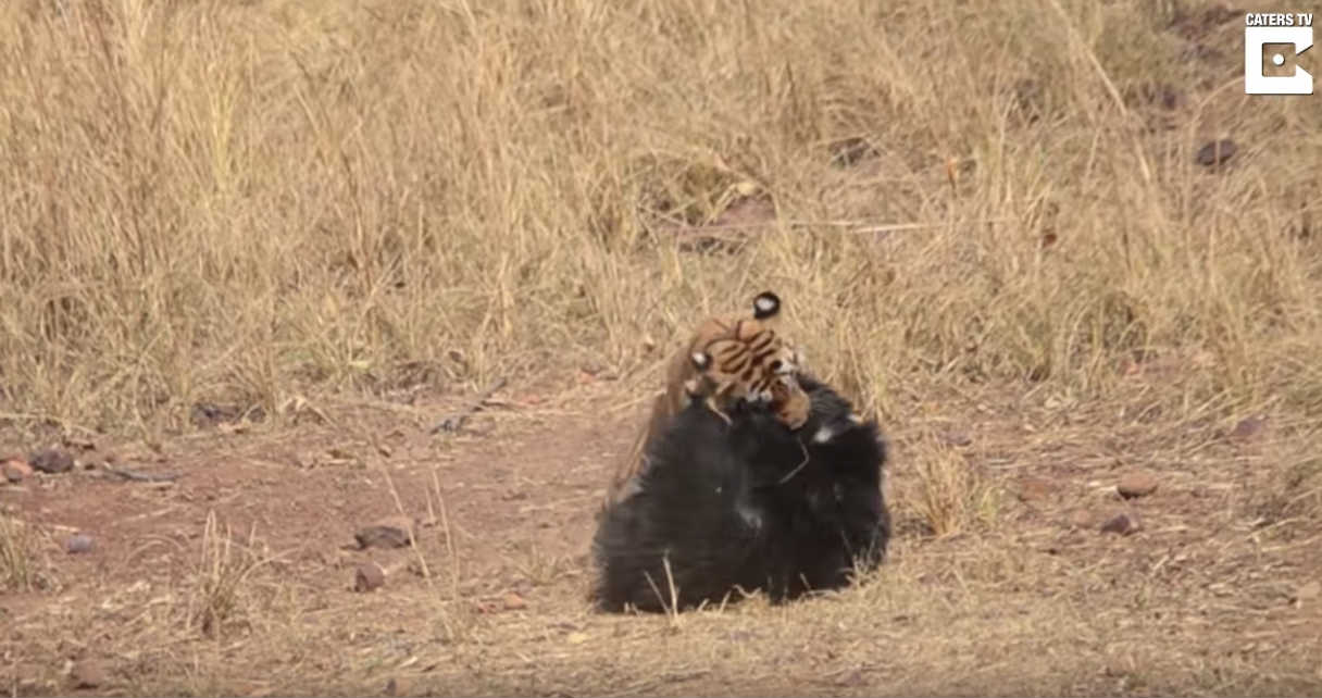 oso-pelea-brutalmente-tigre-video-protegiendo-cachorro-india