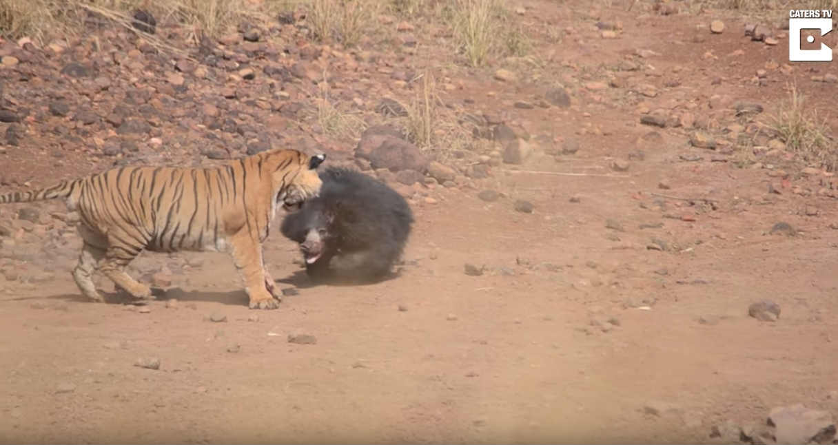 oso-pelea-brutalmente-tigre-video-protegiendo-cachorro-india