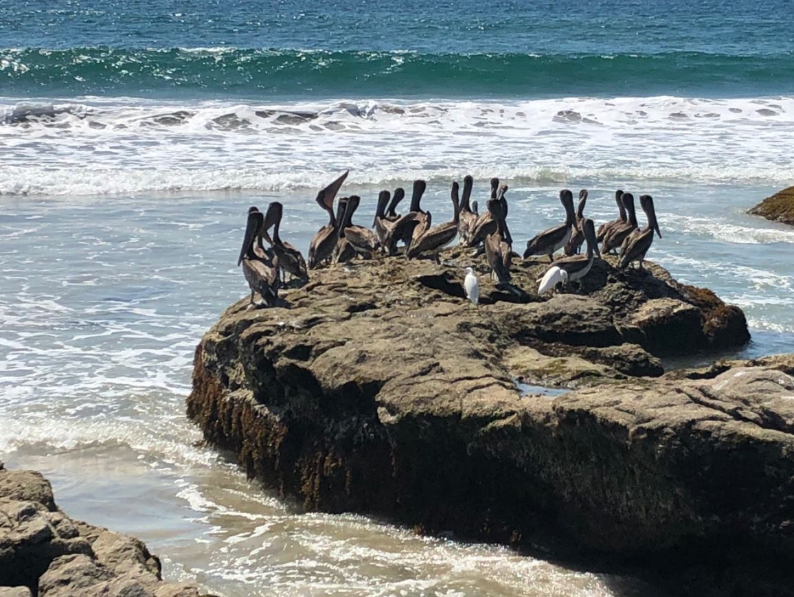 Pelícanos, garzas, cigüeñas y águilas visitan la laguna de Chacahua, en Oaxaca