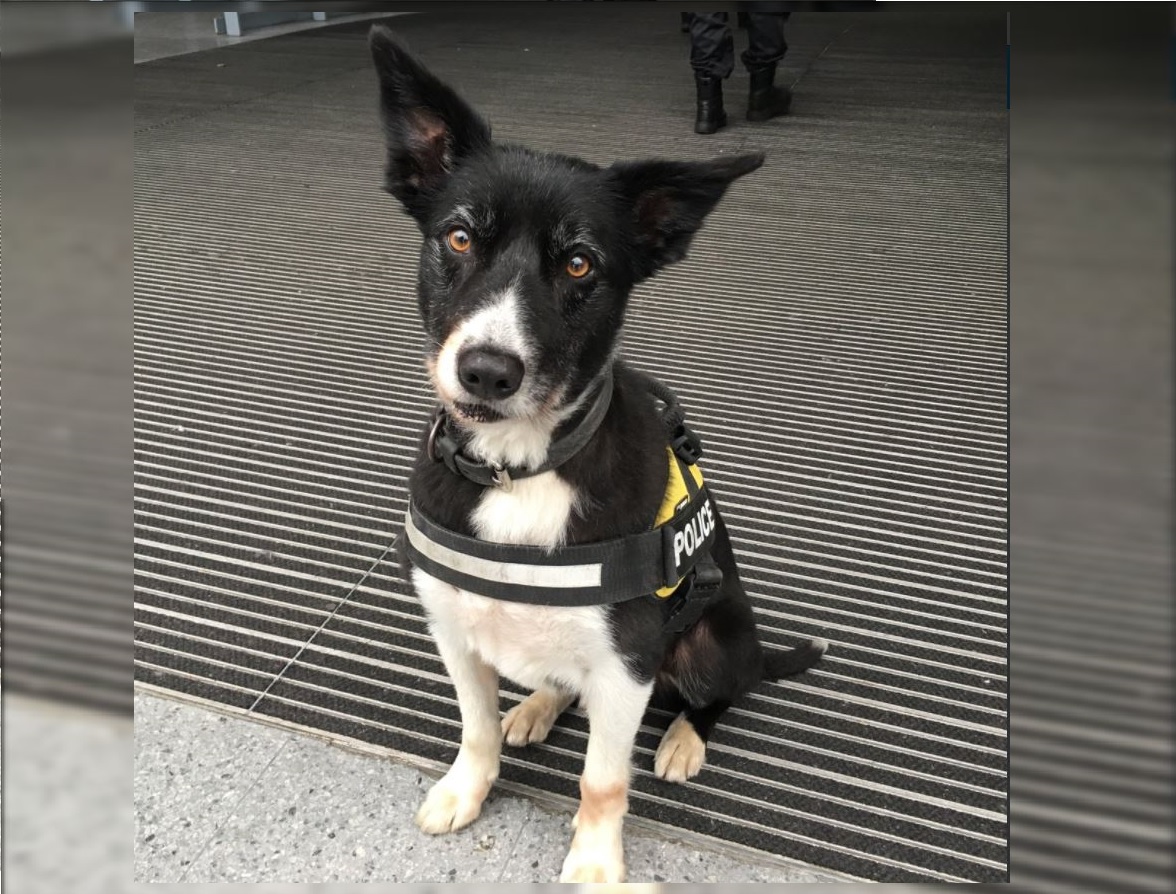 Premiarán a perro policía por su heroica labor en atentado de Manchester