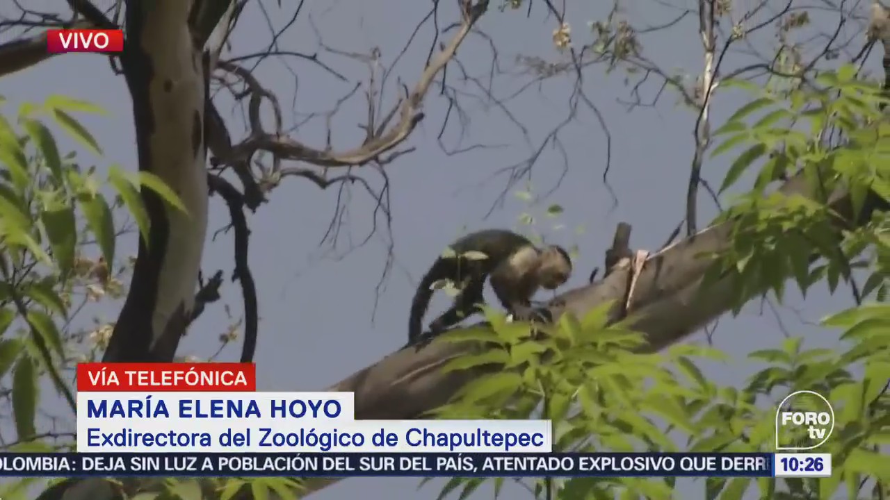 Personal del Zoológico de Chapultepec apoya en rescate de mono en Reforma