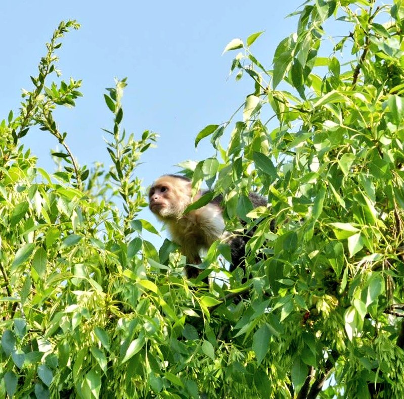 Personal del Zoológico de Chapultepec intenta rescatar a mono