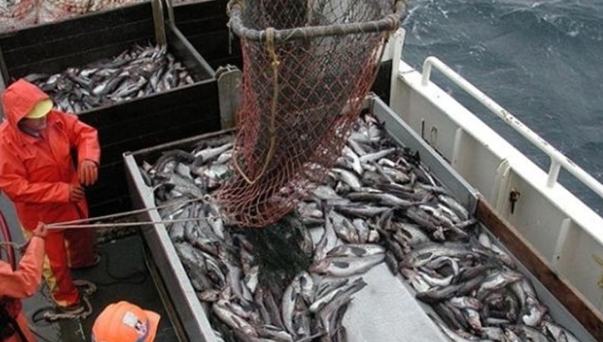 emprenden acciones pesca furtiva baja california
