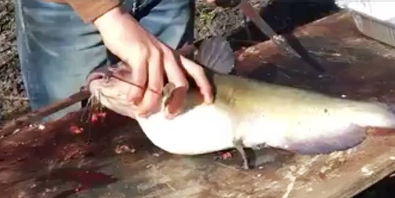 Pescador encuentra serpiente dentro de pez