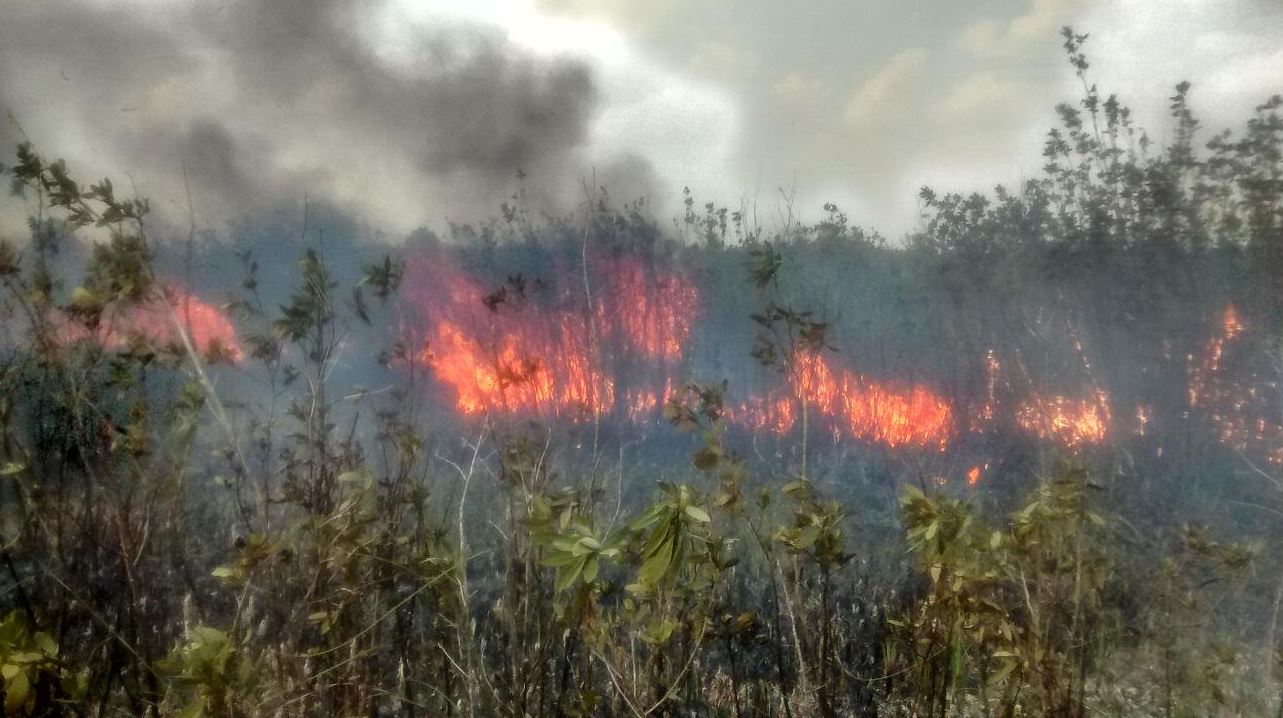 Cazadores furtivos provocan incendio en reserva natural de Campeche
