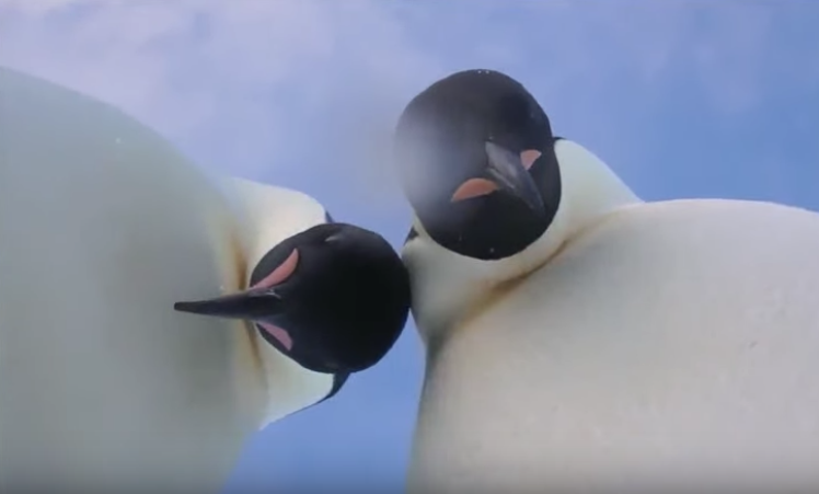Dos pingüinos se toman una selfie en la Antártida