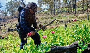 Policía Federal destruye 12 plantíos de amapola en Leonardo Bravo