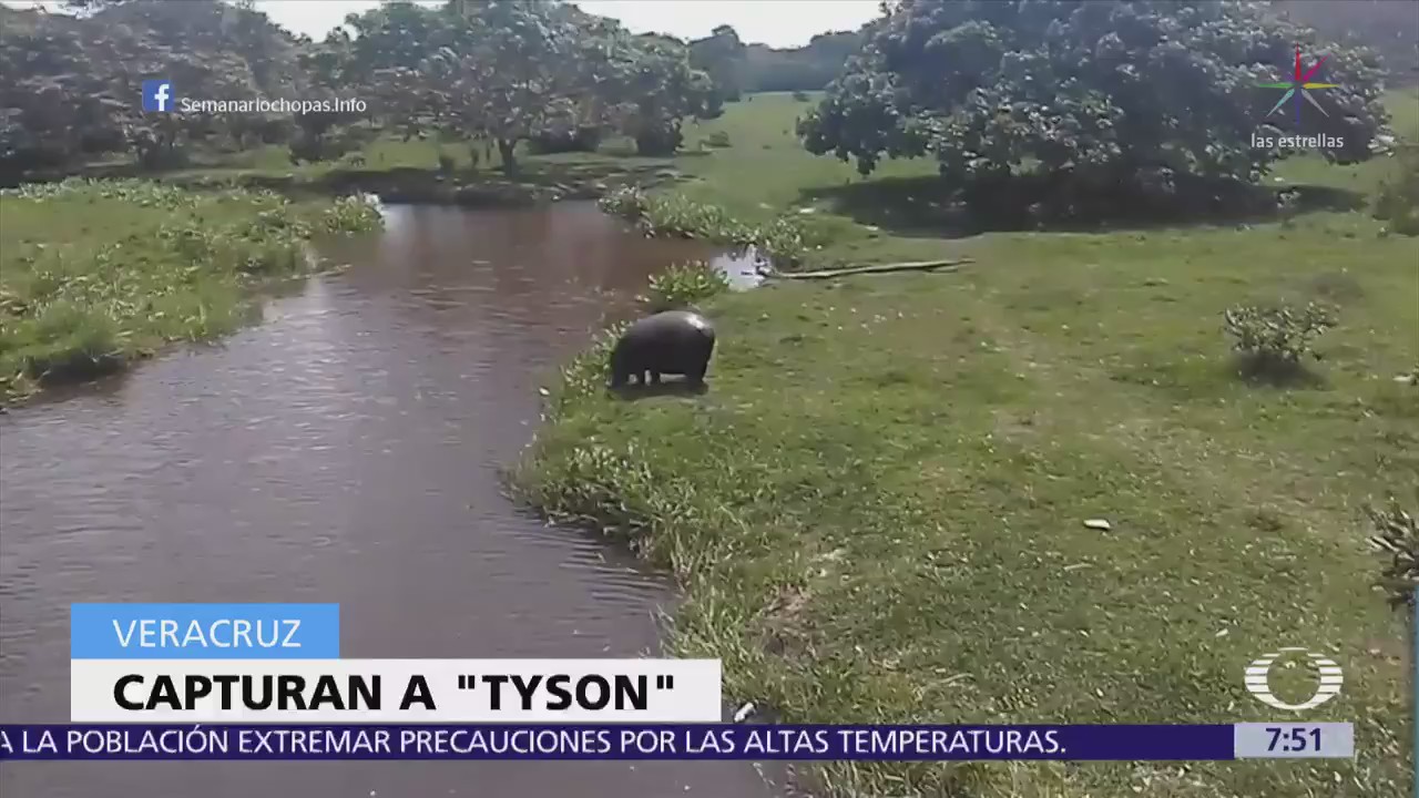 Profepa capturó al hipopotámo que deambulaba en Las Choapas, Veracruz