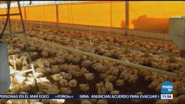 Registran dos brotes de influenza aviar altamente patógena en México