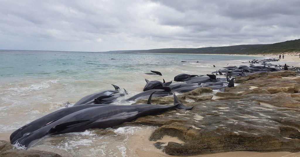 Rescatan sólo a cinco de 150 ballenas varadas en Australia