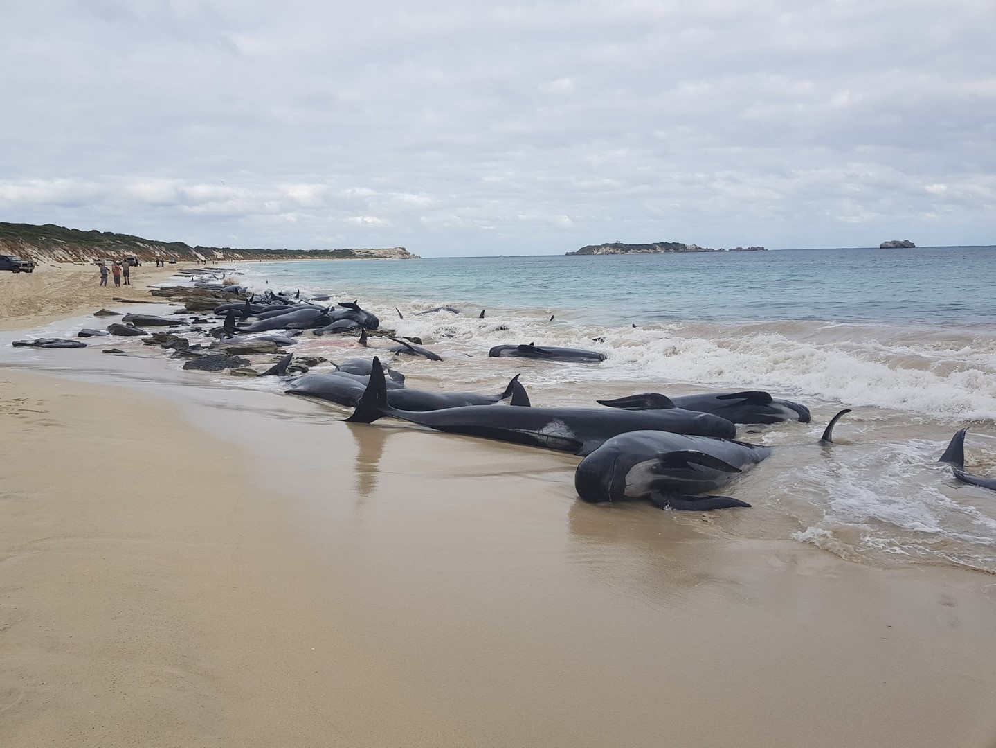 Rescatistas australianos apresuran rescate de ballenas