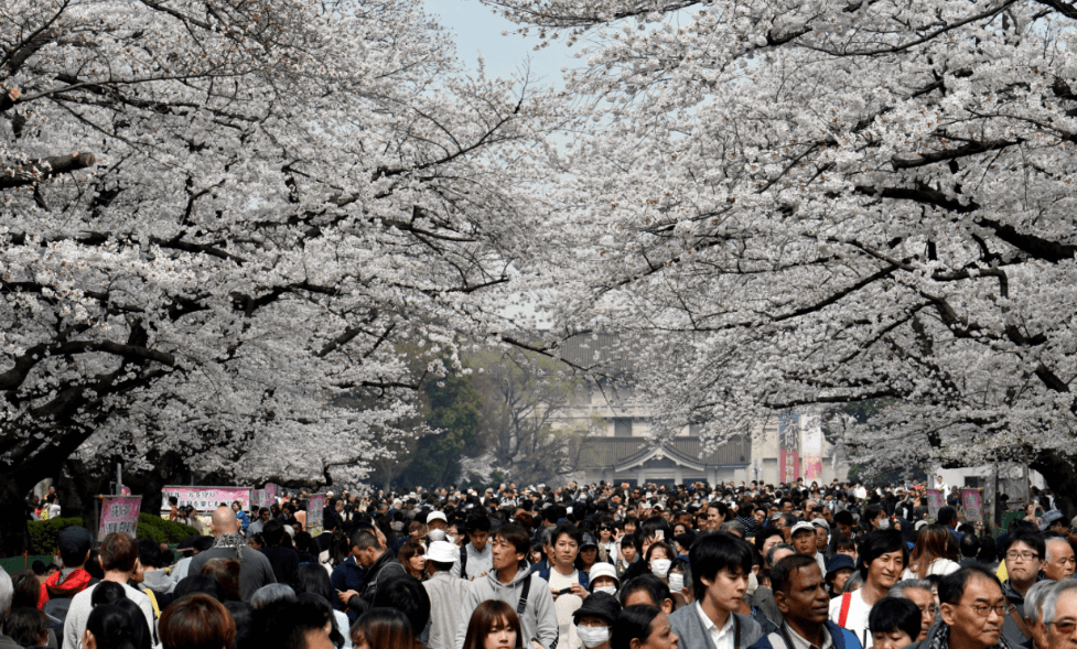 Flores de cerezo cubren Tokio de rosa; empiezan picnics del sakura