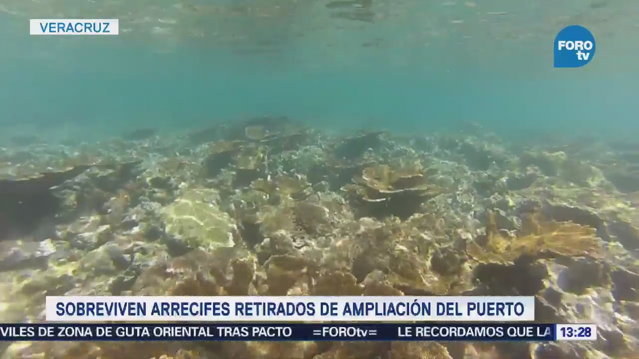 Sobreviven Arrecifes Retirados Ampliación Puerto Veracruz