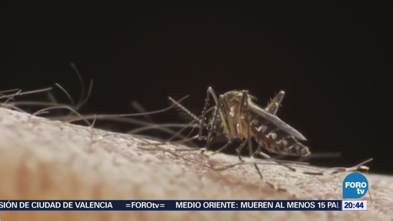 SSa sigue en la lucha contra el dengue, chikungunya y zika