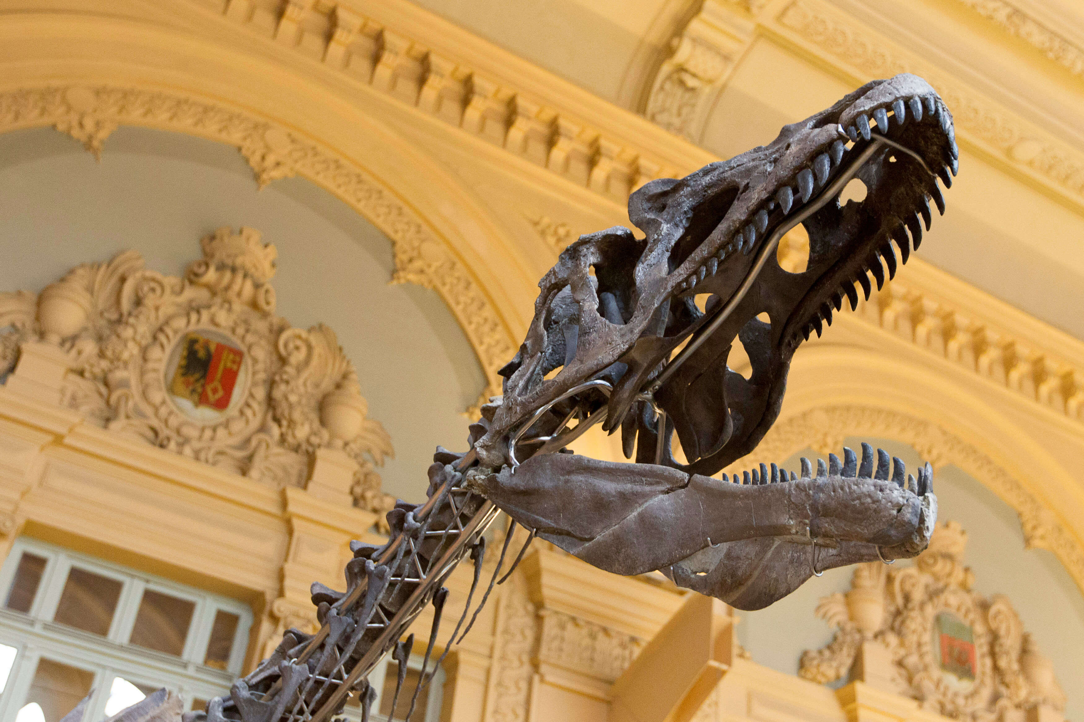 Subastarán París esqueleto dinosaurio no identificado