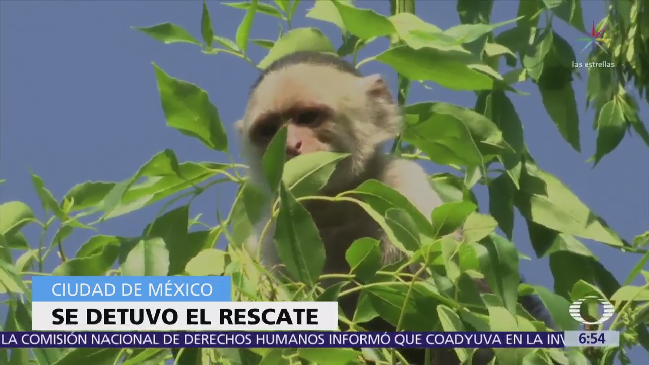 Suspenden temporalmente rescate de mono capuchino en Lomas de Chapultepec