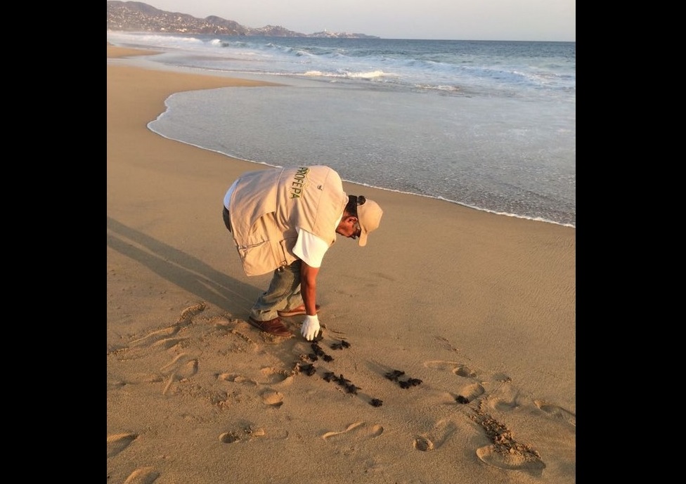 Profepa libera 20 crías de tortuga Golfina en Guerrero