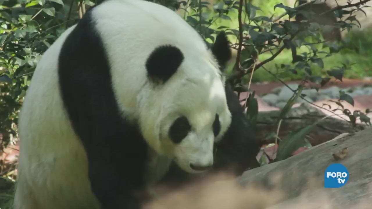 Un día con los pandas del zoológico de Chapultepec