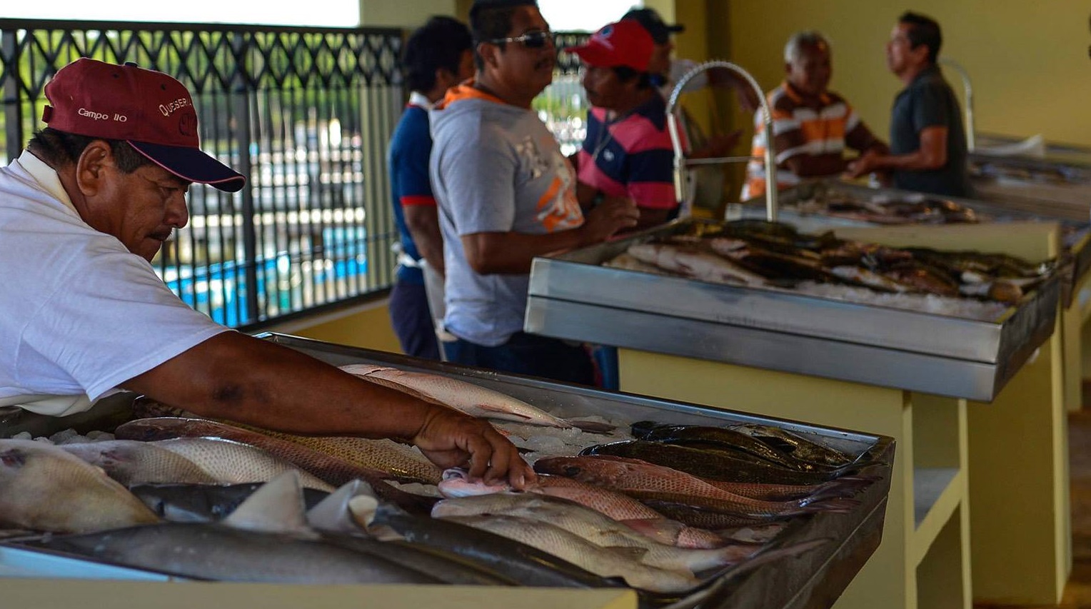 Venden pescado a bajo costo en Campeche; comercializarán 5 toneladas