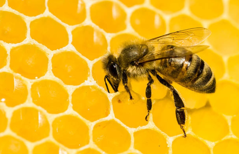 sequia afecta produccion miel abeja campeche