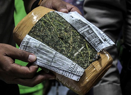 Aseguran más de una tonelada de marihuana en Tequila, Jalisco