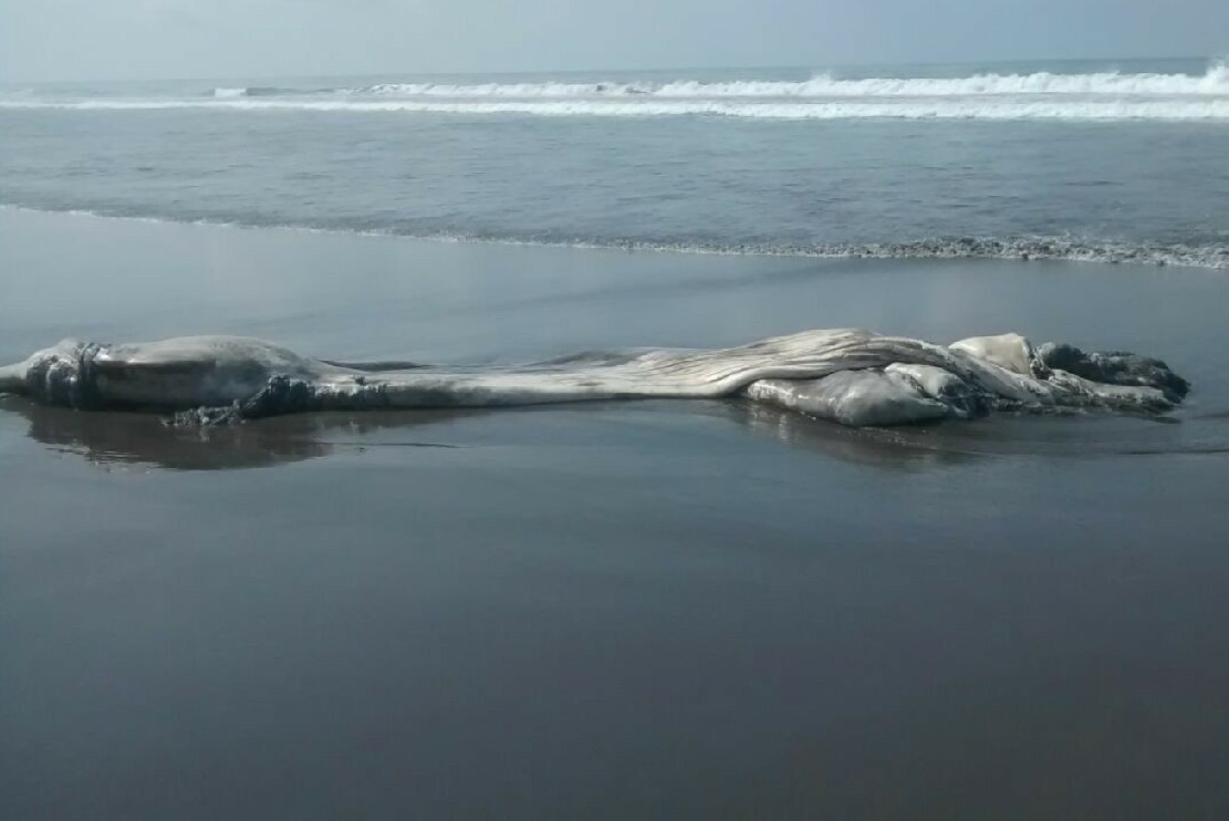 localizan restos ballena jorobada y delfin playa chiapas