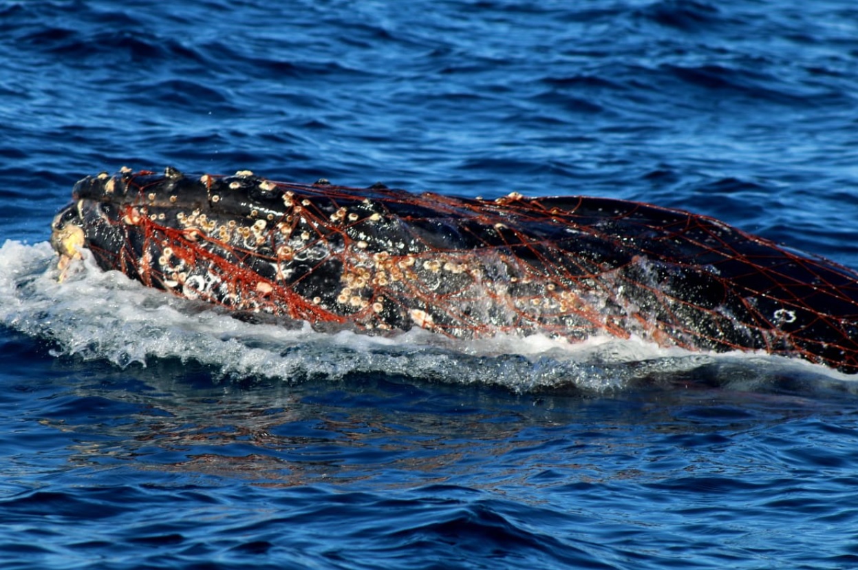 profepa atiende ballena gris atrapada red bcs
