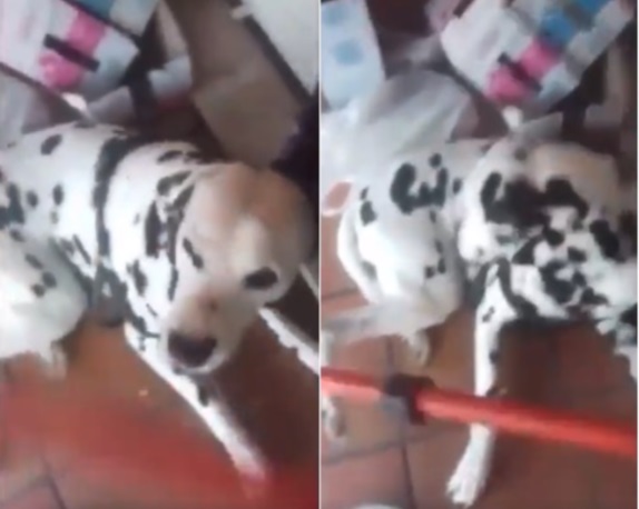 Difunden en un video maltrato a perro dálmata que no quería comer
