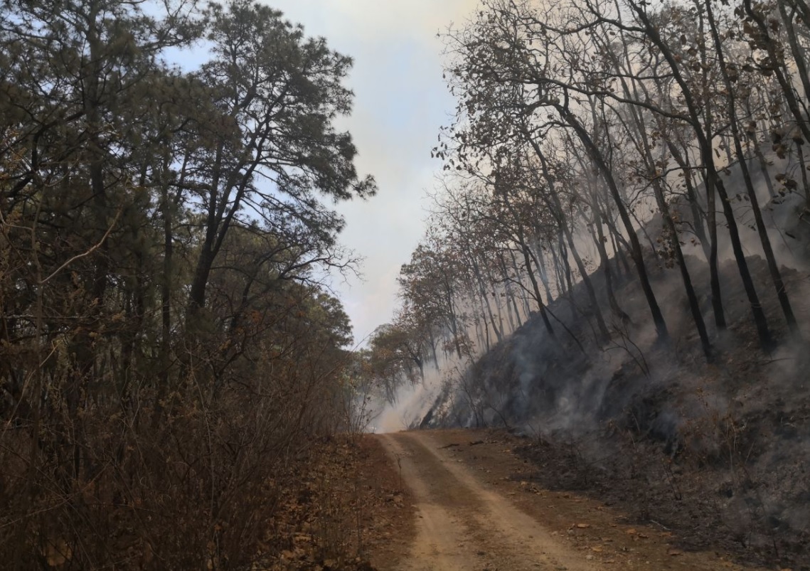 Incendio en el bosque La Primavera de Jalisco sigue sin denuncia
