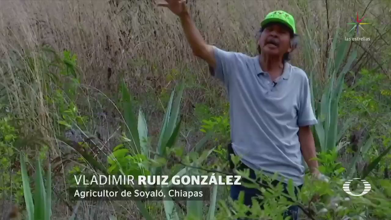 Campesinos Chiapas Cambian Sembrar Maíz Agave