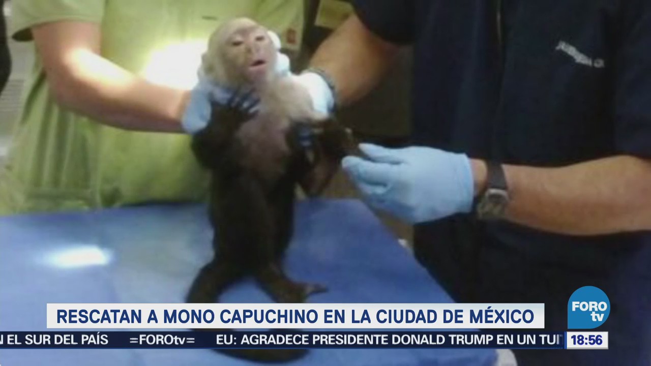 Capturan Mono Capuchino Lomas Chapultepec