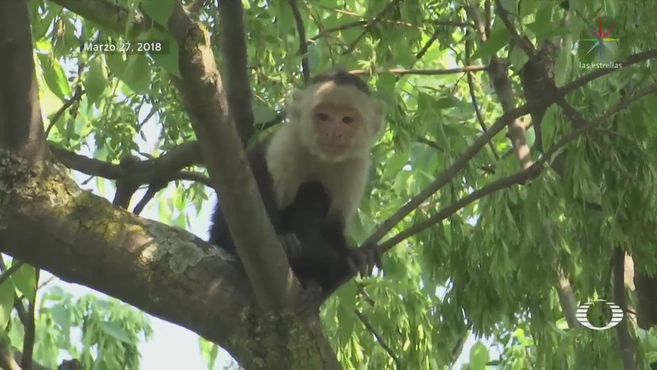 Capturan al mono capuchino que apareció en Reforma