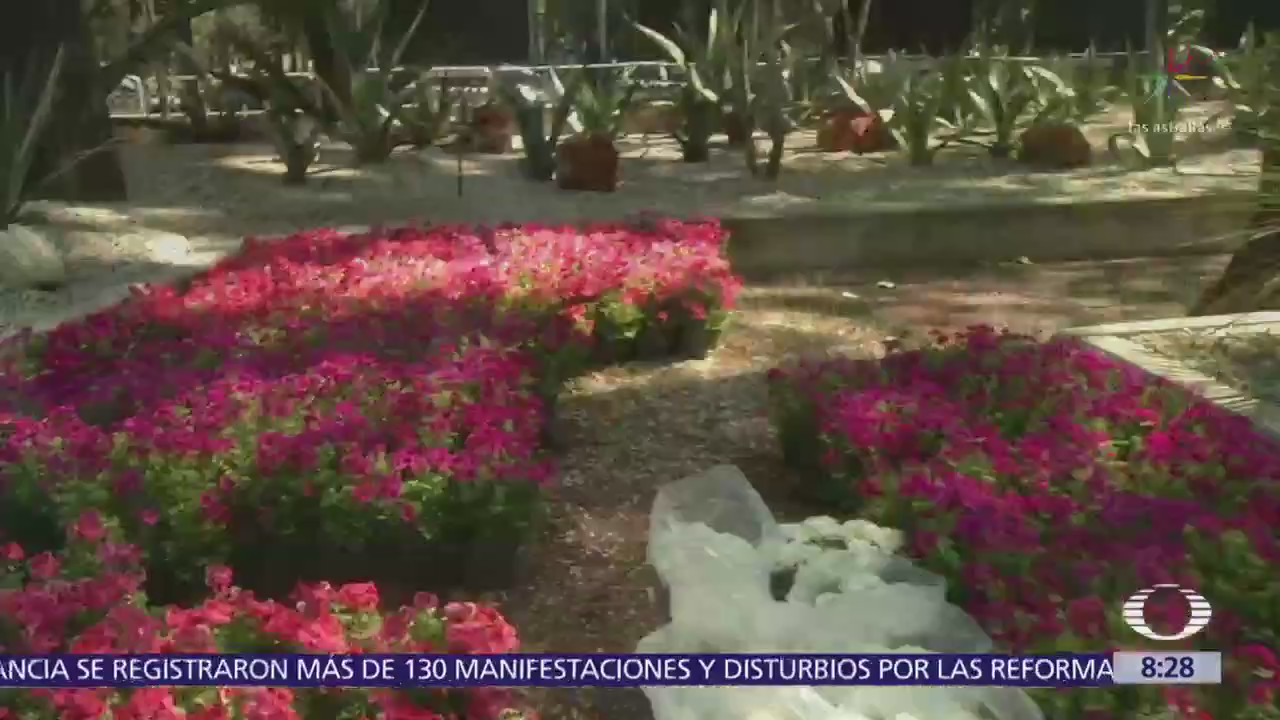 Chapultepec y Polanco se llenan de flores y color