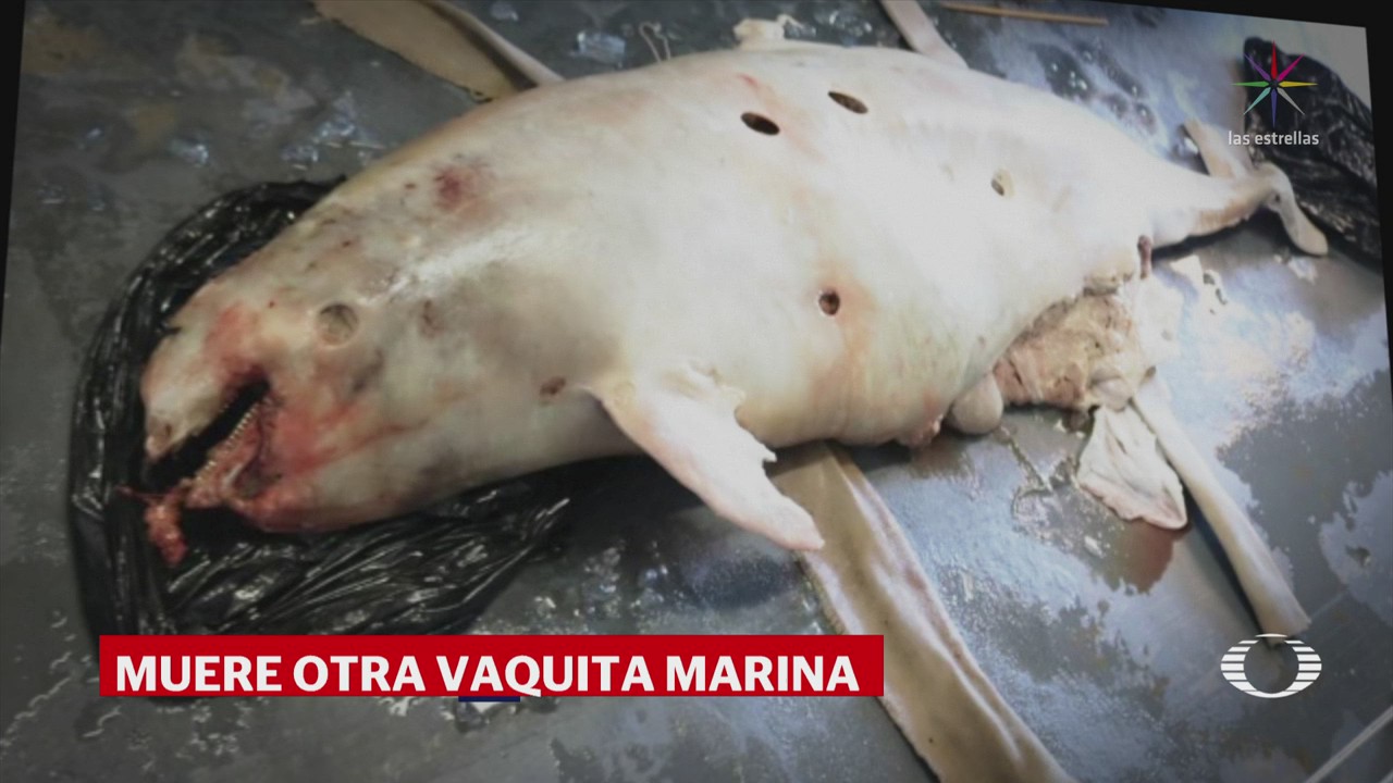 Confirman causas de muerte de vaquita marina en Baja California