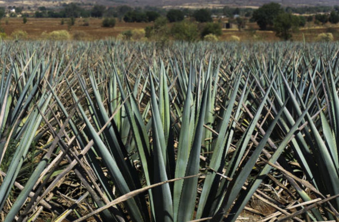 Cultivo de agave sustituye siembra de maíz en Chiapas
