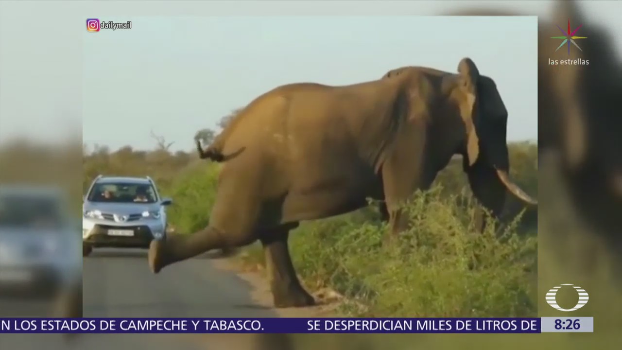Elefante practica yoga en calles de Sudáfrica