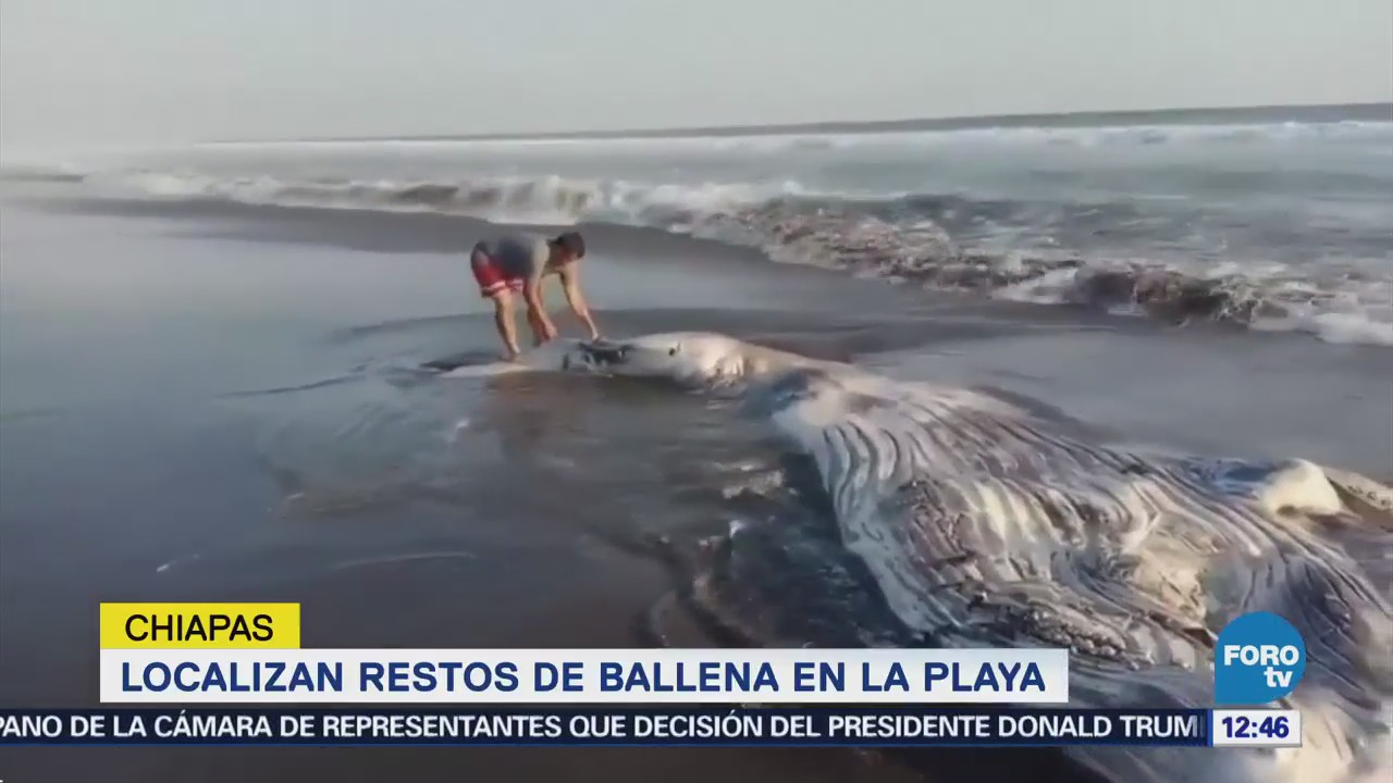 Encuentran restos de cría de ballena jorobada en playa de Chiapas