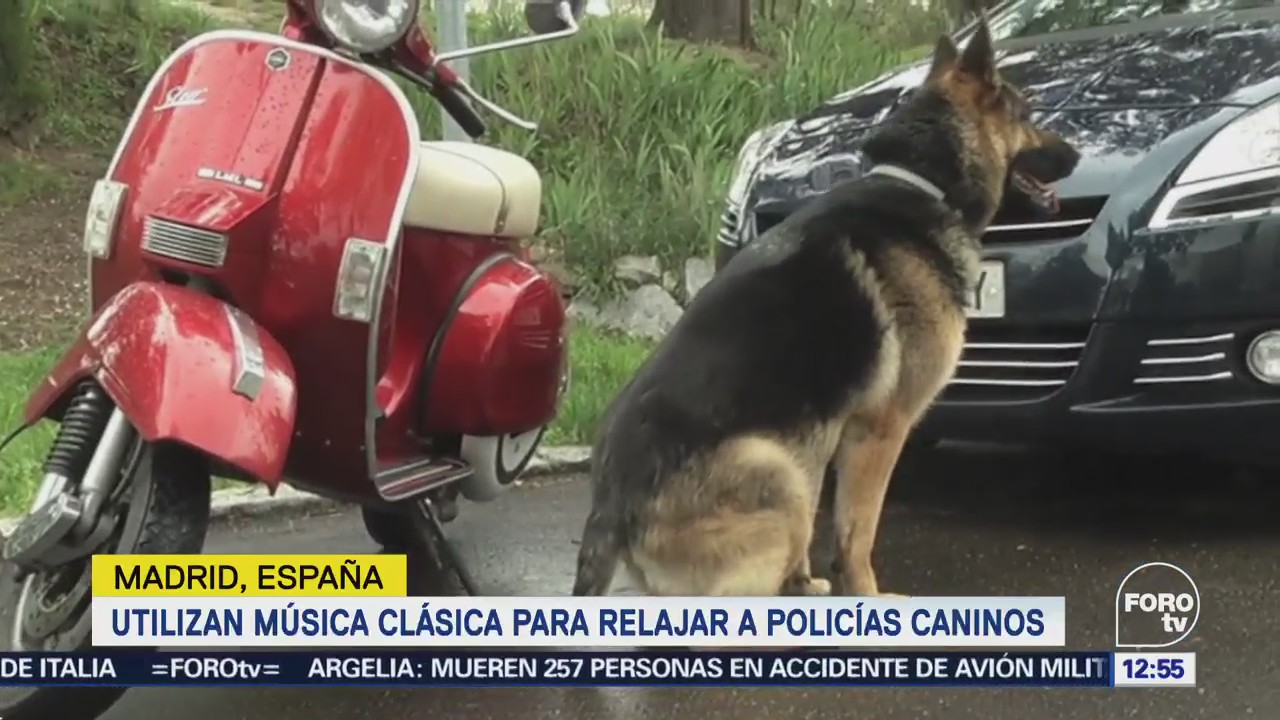 España ayuda a perros policías a relajarse