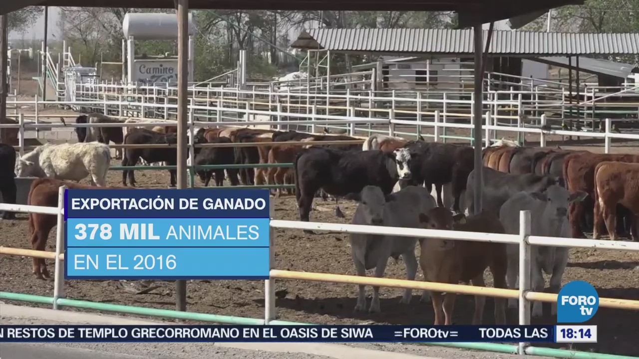 Exportación de ganado de México a Estados Unidos aumenta 50%